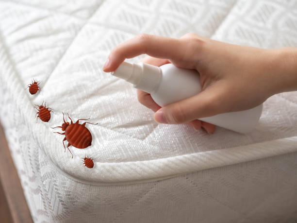 Best Pest Inspection Near Me  in Rochester, NH